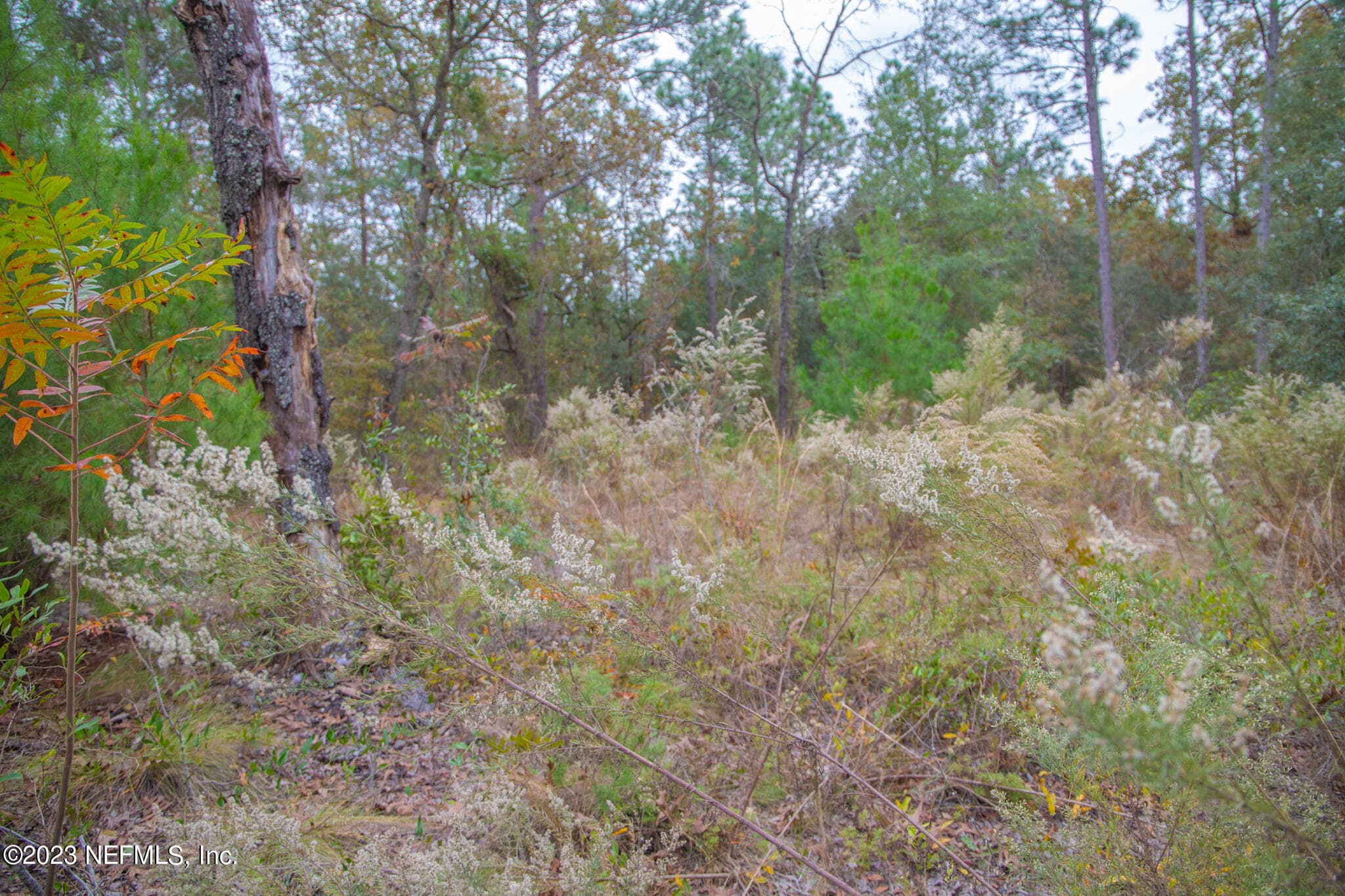 6099 HARVARD Avenue, Keystone Heights, FL 32656, Keystone Heights — photo 2