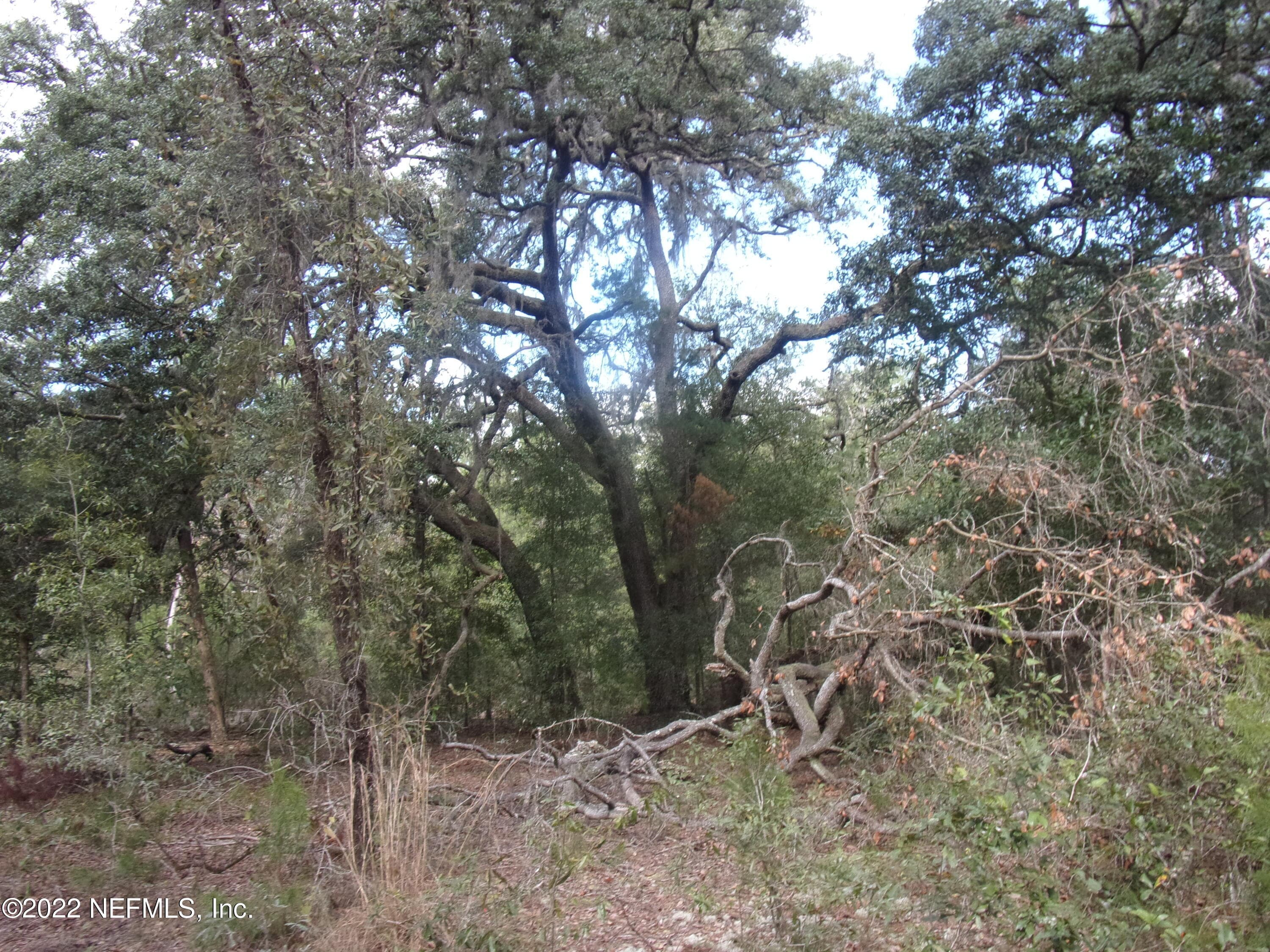 0 S COUNTY ROAD 315, Interlachen, FL 32148, Interlachen — photo 3