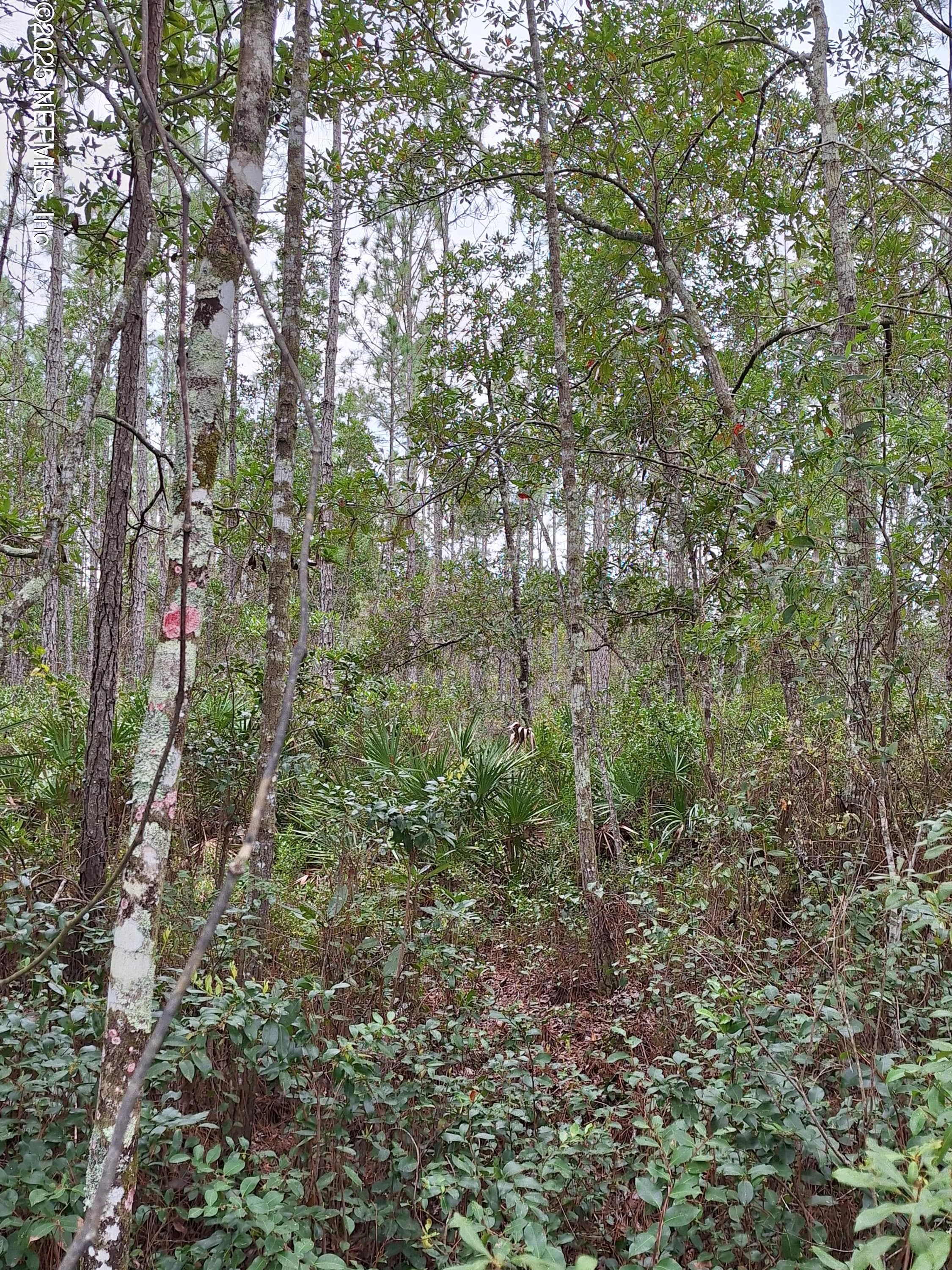 0 E DON QUIXOTE Street, Palatka, FL 32177, Palatka — exterior