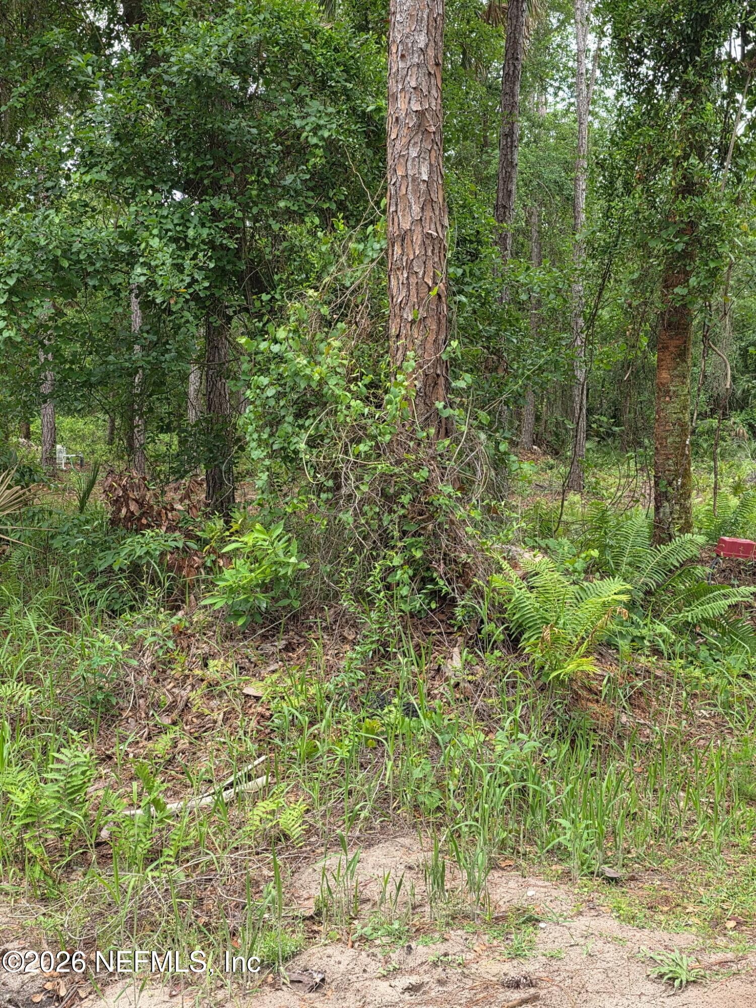 109 ANNE Boulevard, Georgetown, FL 32139, Georgetown — photo 3
