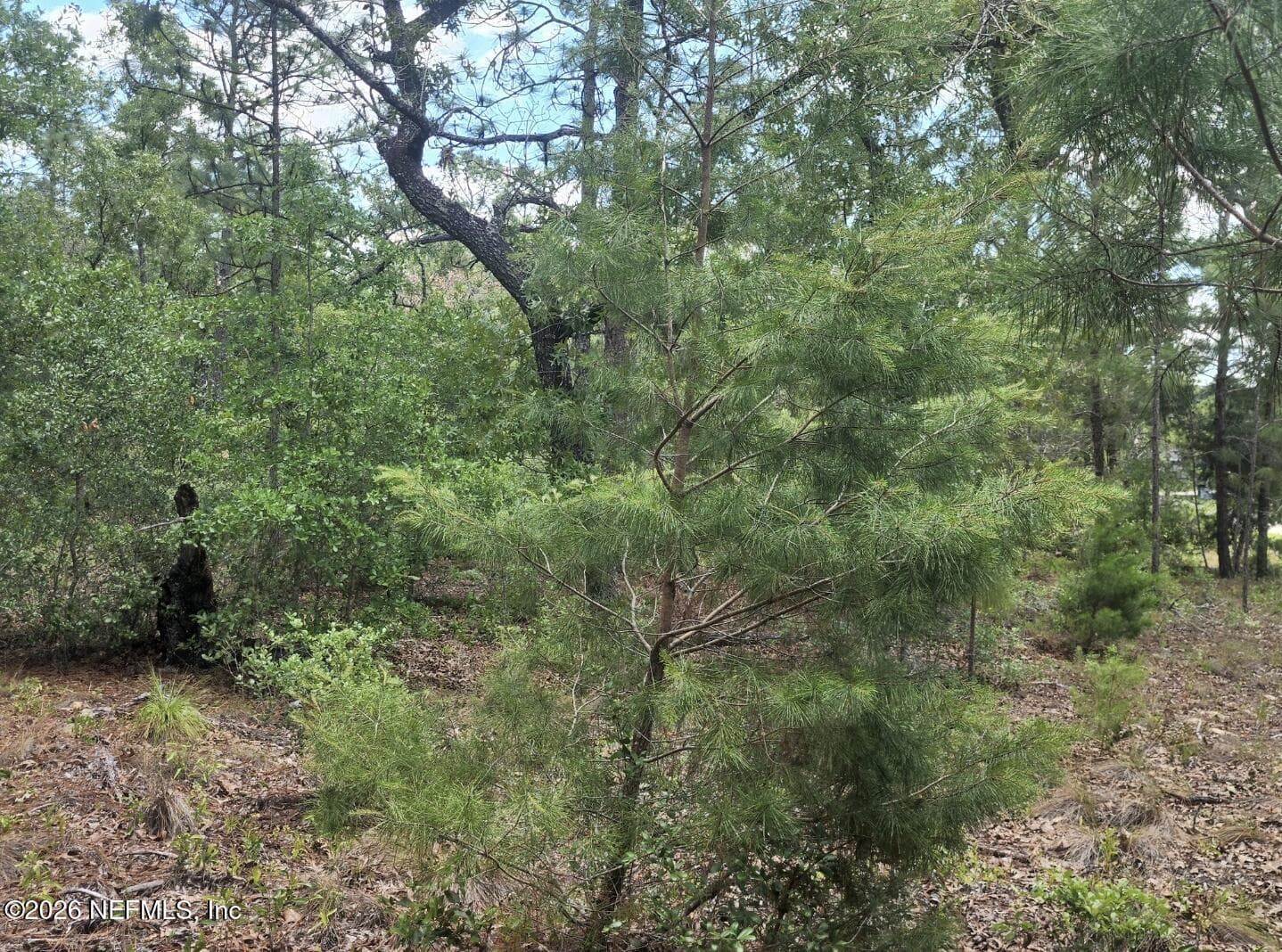 6338 ALLIANCE Avenue, Keystone Heights, FL 32656, Keystone Heights — photo 3