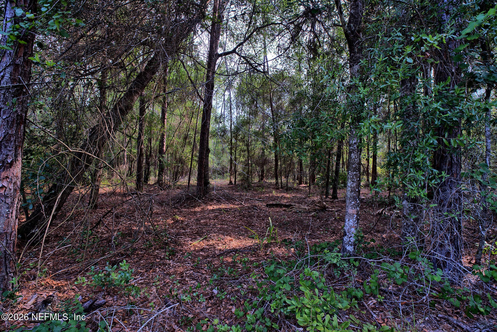000 COUSINTOWN Road, Interlachen, FL 32148, Interlachen — photo 3