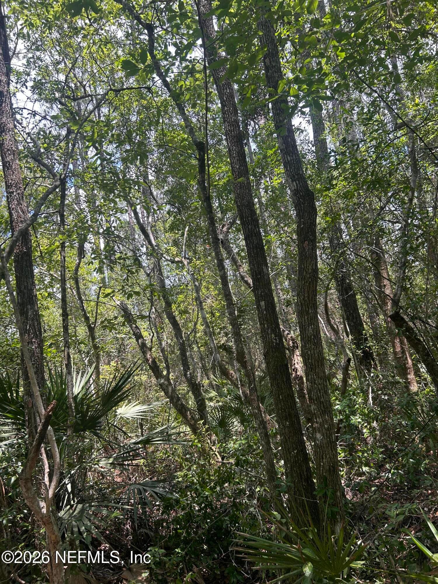 242 LAKEWAY Drive, Georgetown, FL 32139, Georgetown — photo 3